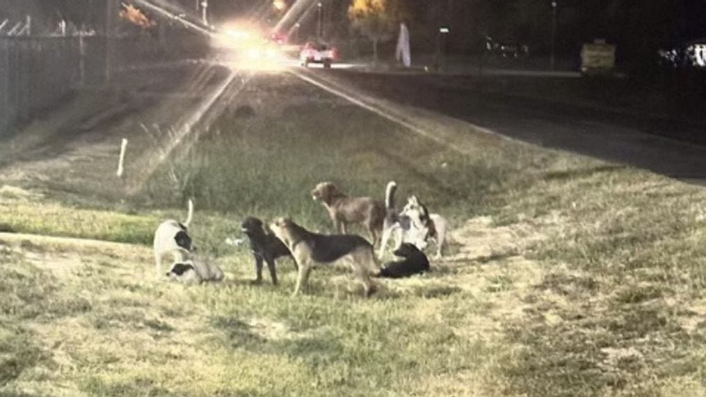 Numerous stray dogs can be found in Texas border towns. (Courtesy John Rourke){p}{/p}