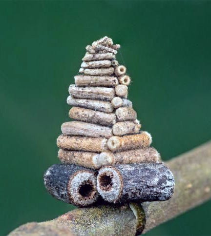 bagworm moth photo by nicky bay 