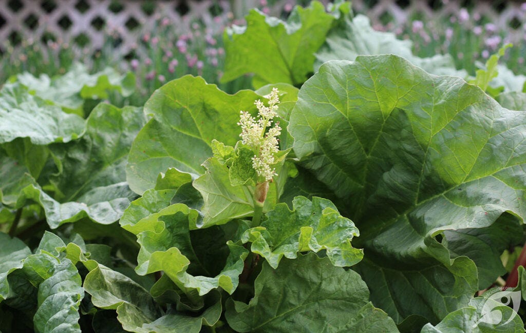 Garden Rhubarb Pie Plant Growing in the Garden