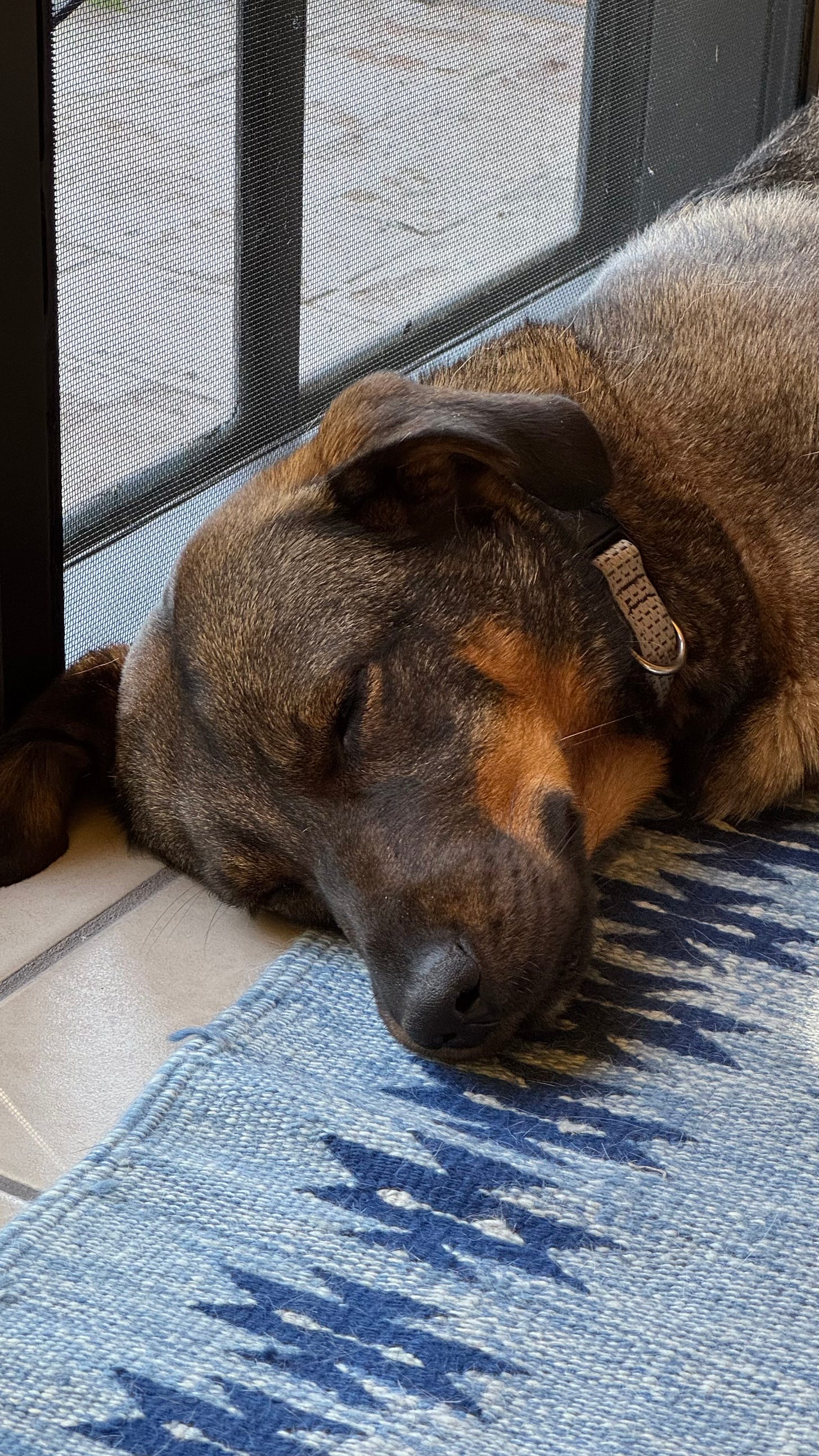 A close up shot of our dog Tigre asleep.