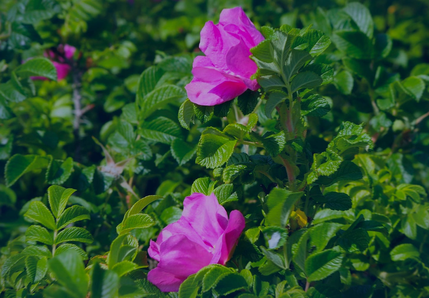 Photograph of a verdant rosebush with two wild-looking, rumpled roses in bloom.