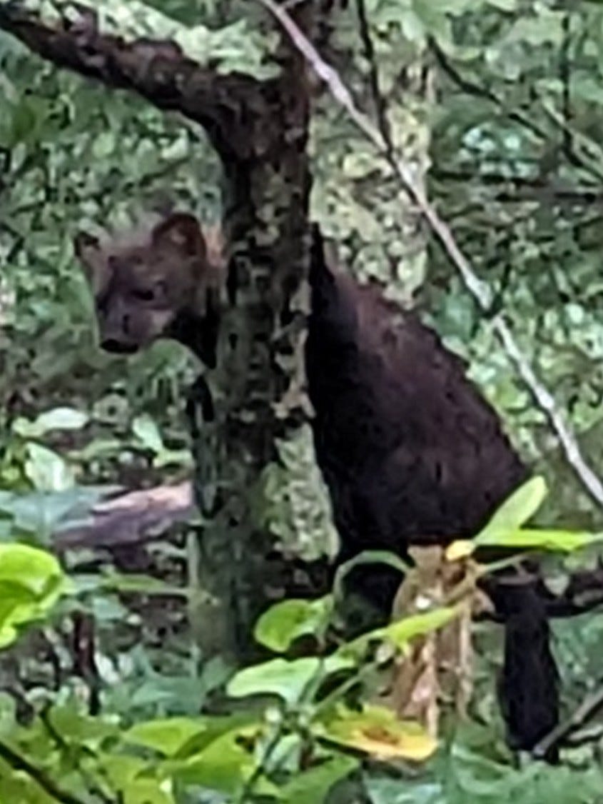 Young fisher in a tree