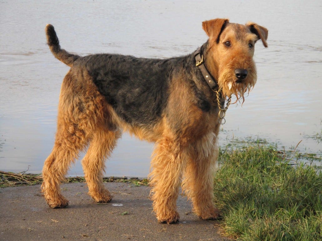 Airedale Terrier Breed Guide - Learn about the Airedale Terrier.