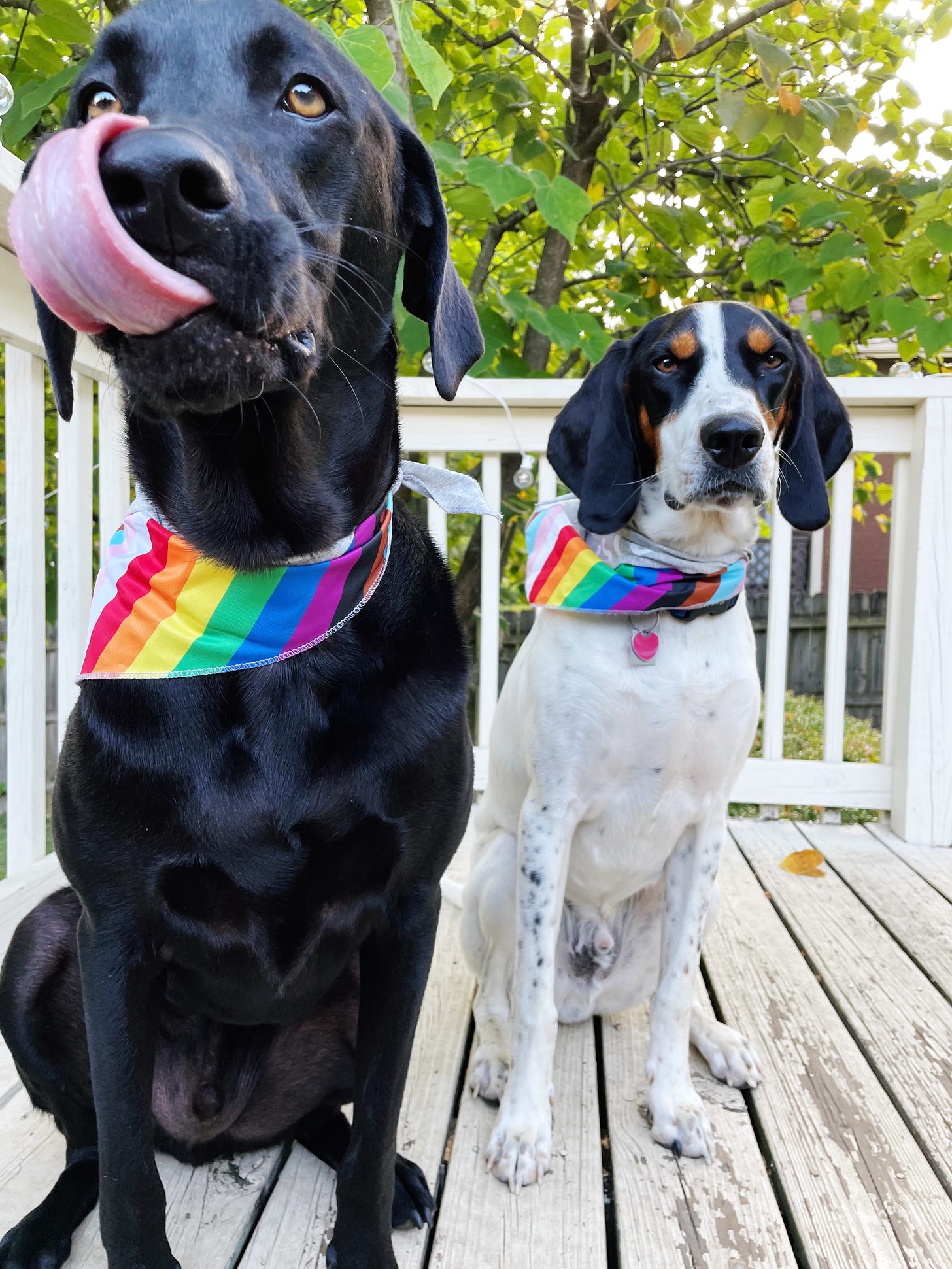 A picture of two dogs, one black and one white with black ears, sitting next to each other wearing rainbow bandanas.
