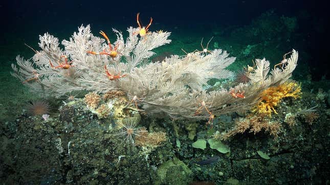 An area of biodiversity (including corals, crustaceans, urchins, anemones, and more) on Cacho De Coral, a newly discovered pristine coral reef.