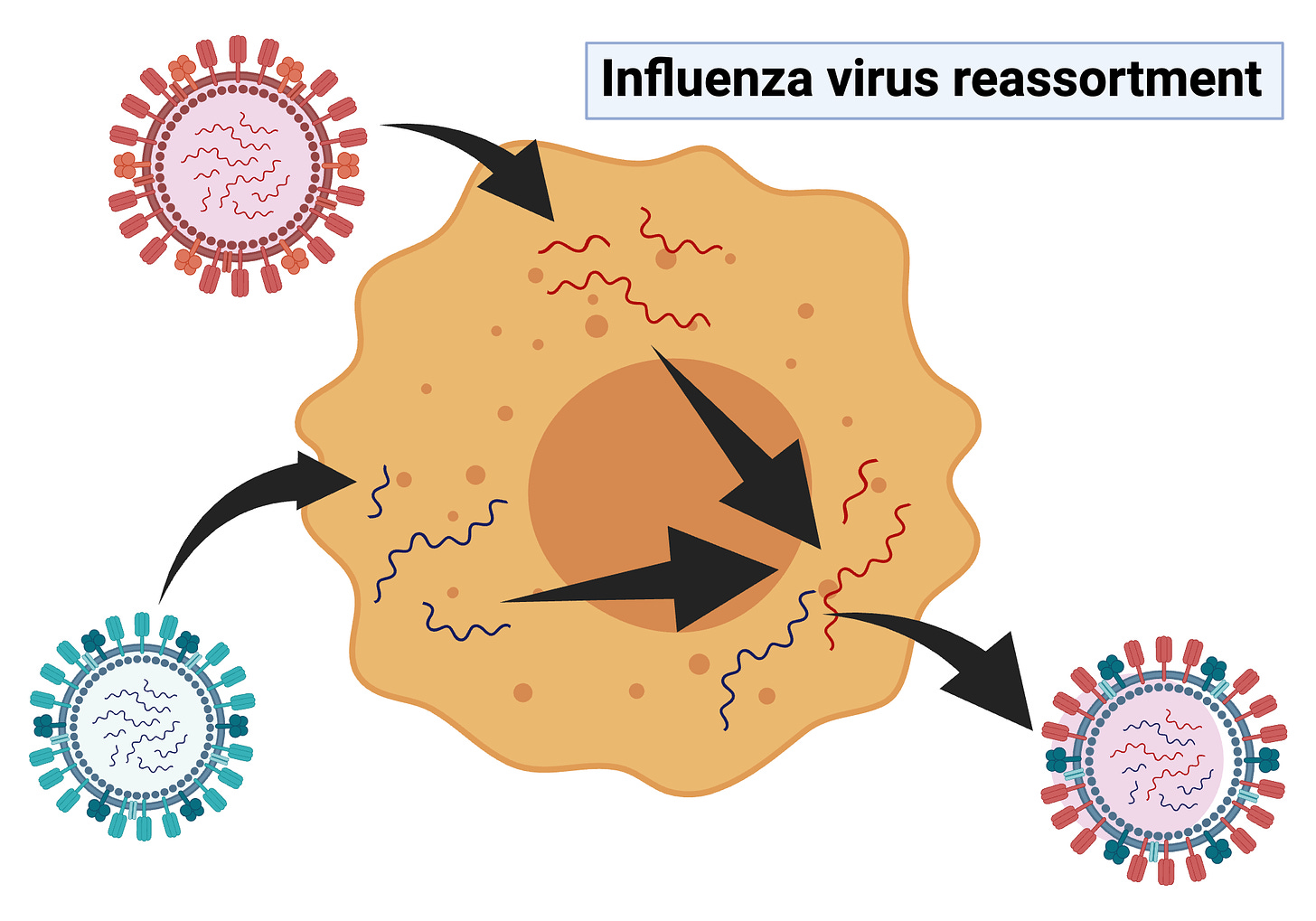 Influenza virus reassortment | BioRender Science Templates