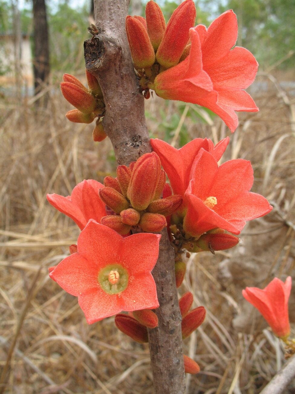Brachychiton megaphyllus [flowers - ATLAS - A. Jonker, 2007].jpeg