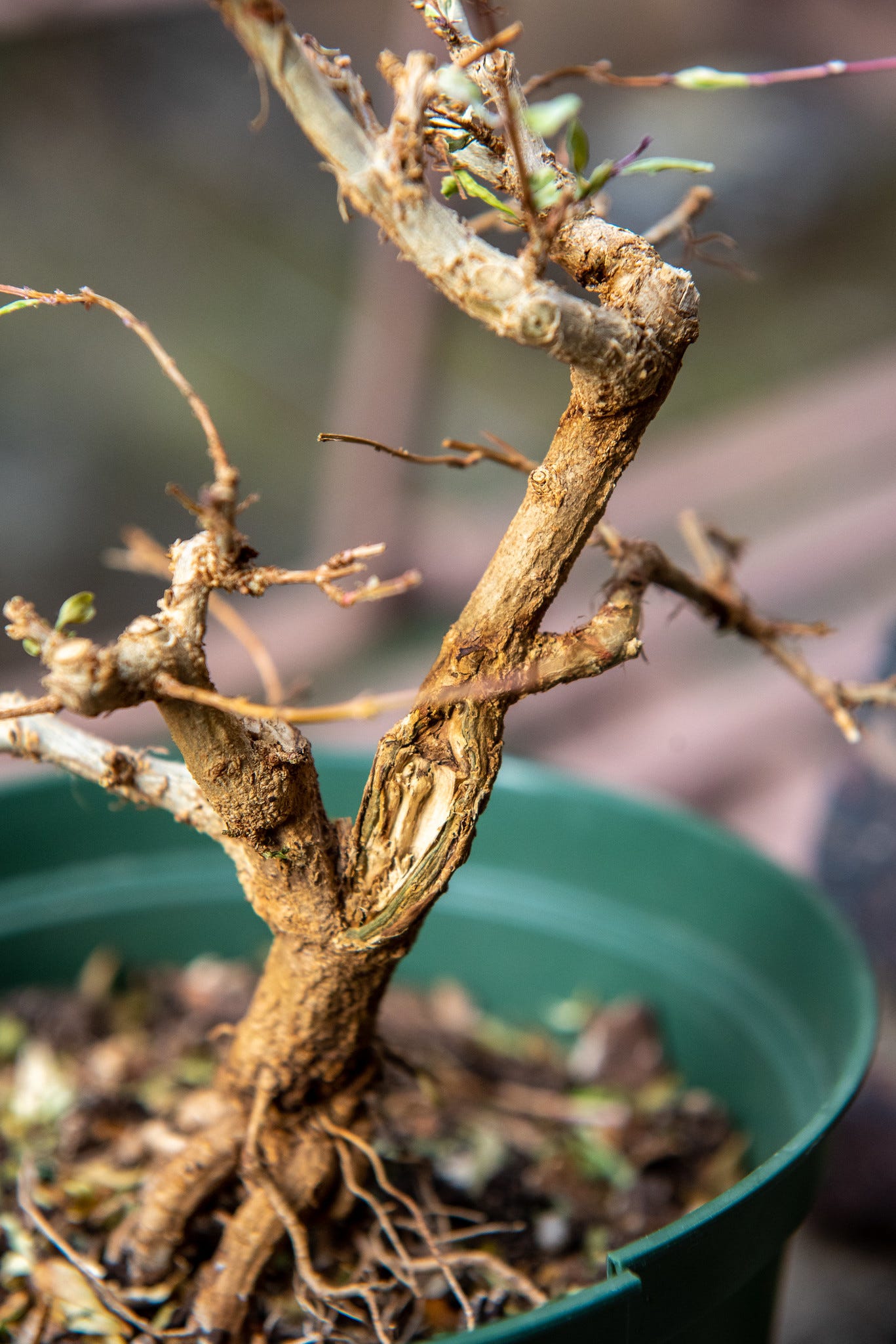 ID: View of the back of the pomegranate showing a pruning scar at a branch junction that has started to heal over.