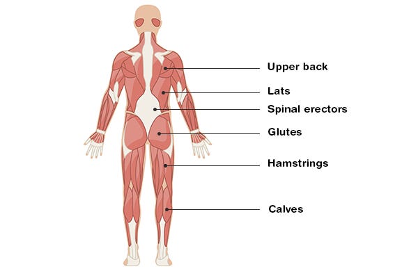 Posterior Chain: What Is It and Why Should You Train It? | BODi