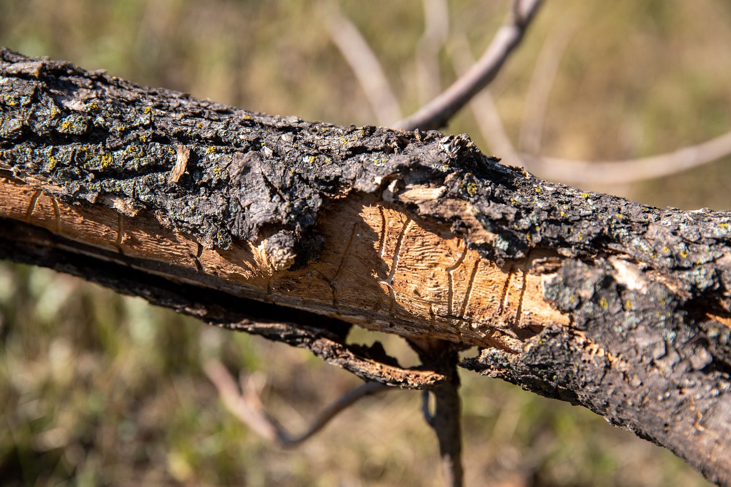 a branch with bark falling off revealing pale yellow wood with groves from tunnelling larvae.