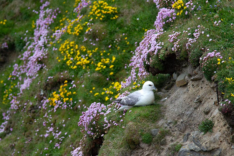 Fulmar roosts among wildflowers.