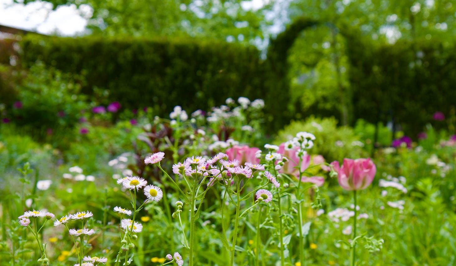 Pink Erigeron annuus with dark Penstemon foliage and Tulipa ‘Greenland’—one of the last tulips in the Cottage Garden. It is nice to have a pastel scene set in front of the dark Yew arches this time of year. 