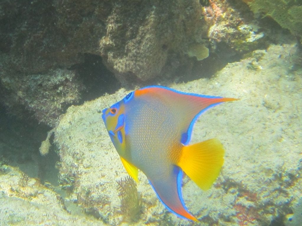 angel fish seen while snorkeling in Roatan