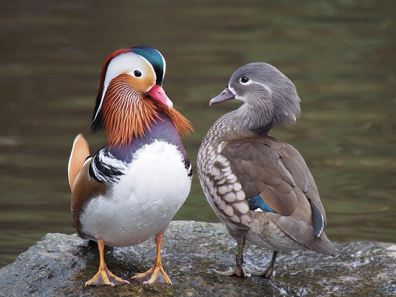 mandarin duck pair standing on a rock near water