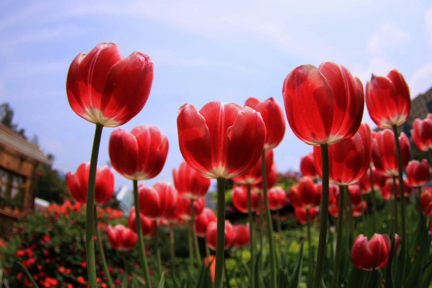 red tulips red tulips