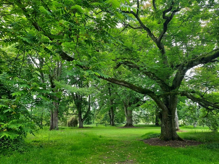 Batsford Arboretum, England (photo by Kirsten Shepherd-Barr, 4/6/22)