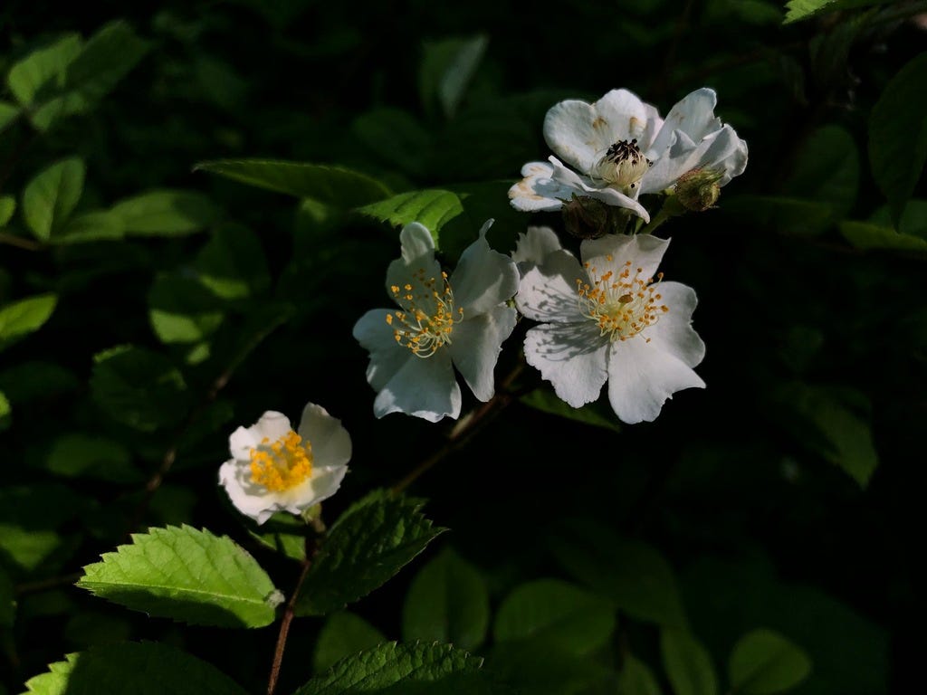 Multiflora (rambler) rose