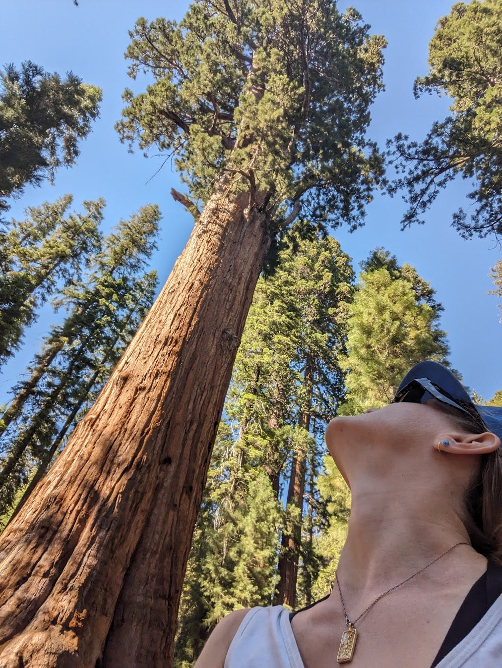 White woman in baseball cap looking up at redwood tree
