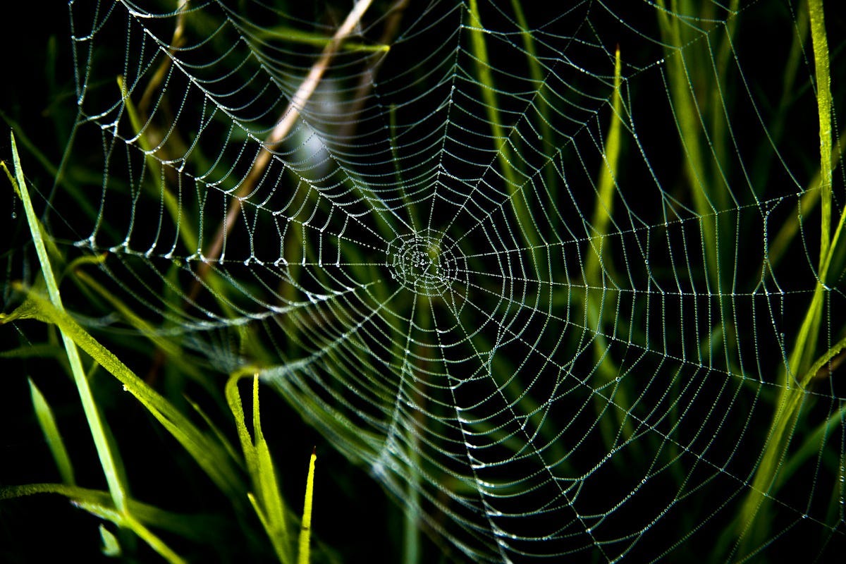 Spider’s web