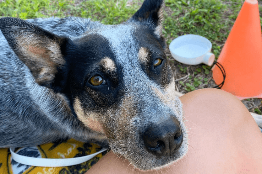 Scout the Australian cattle dog rests her head on her owner's leg while at an outdoor group dog training class