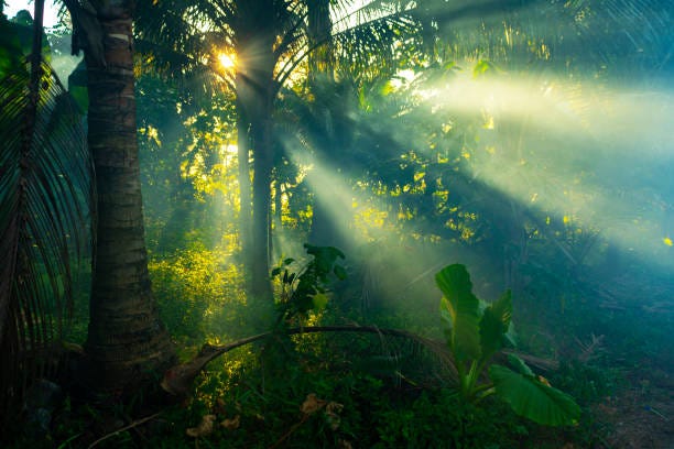 Rainforest In Thailand Stock Photo - Download Image Now - Rainforest,  Tropical Rainforest, Sunlight - iStock