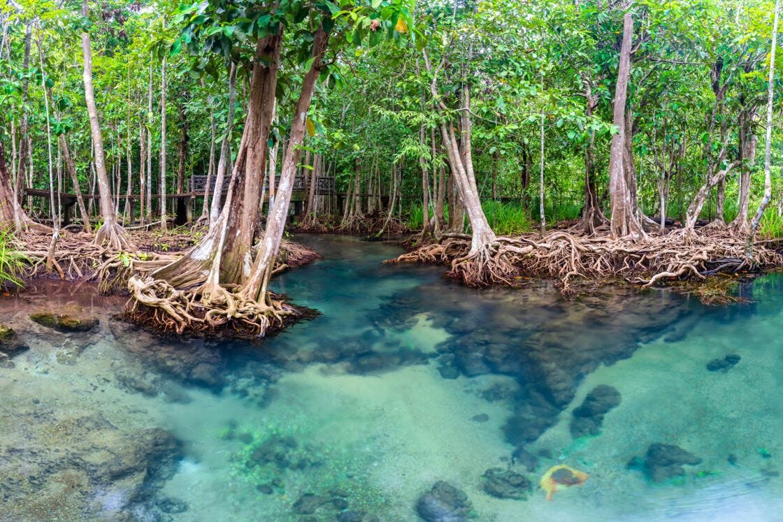 La mangrove : les multiples utilités de ce précieux écosystème enfin  expliquées - Ça m'intéresse