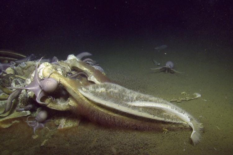 Octopuses and fish feed on a decomposing whale, while Osedax worms burrow into the bone, giving it a red fuzzy appearance. Credit: Ocean Exploration Trust and NOAA Fisheries Octopuses and fish feed on a decomposing whale, while Osedax worms burrow into the bone, giving it a red fuzzy appearance. Credit: Ocean Exploration Trust and NOAA Fisheries