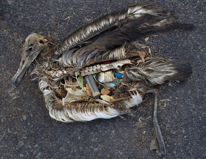 dead birds filled with plastic #NatureMatters