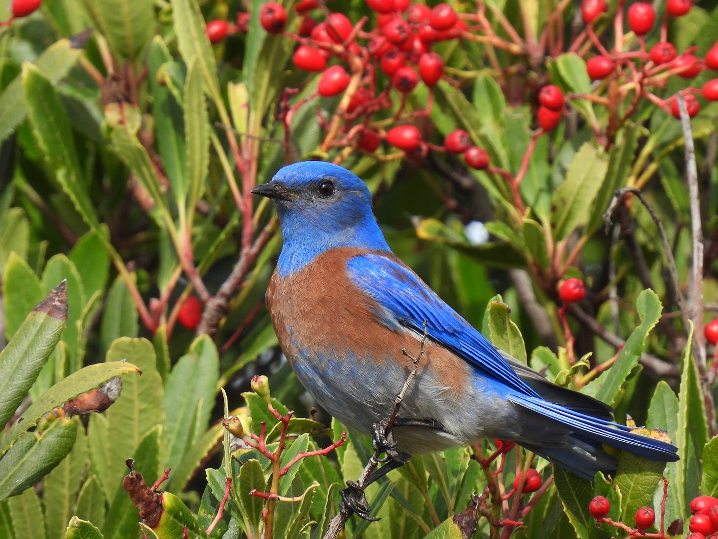 A gorgeous bird with a blue head and wings, black beak and eyes, and a gray underbelly, in front of a stunning background of red berries. It looks like it's wearing a rust-colored safety vest.