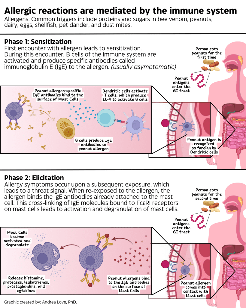 Graphic regarding allergens