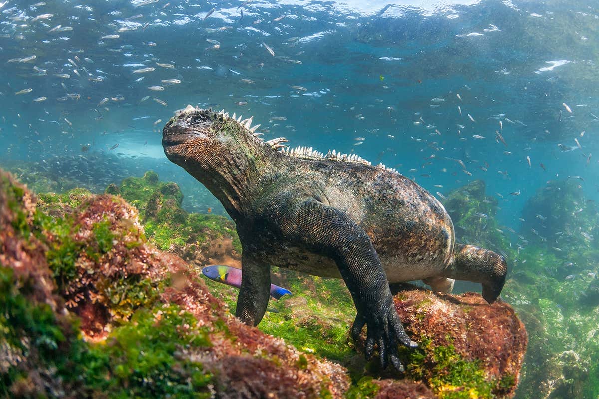 The waters of the Galapagos Islands are being invaded by alien species |  New Scientist