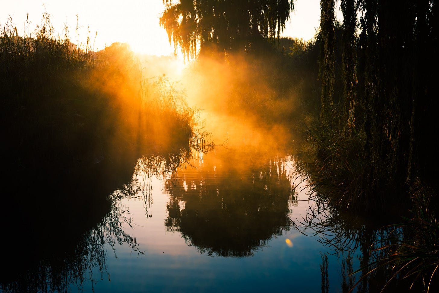sunlight shining through the shadowed, silhouetted bushes of a swamp