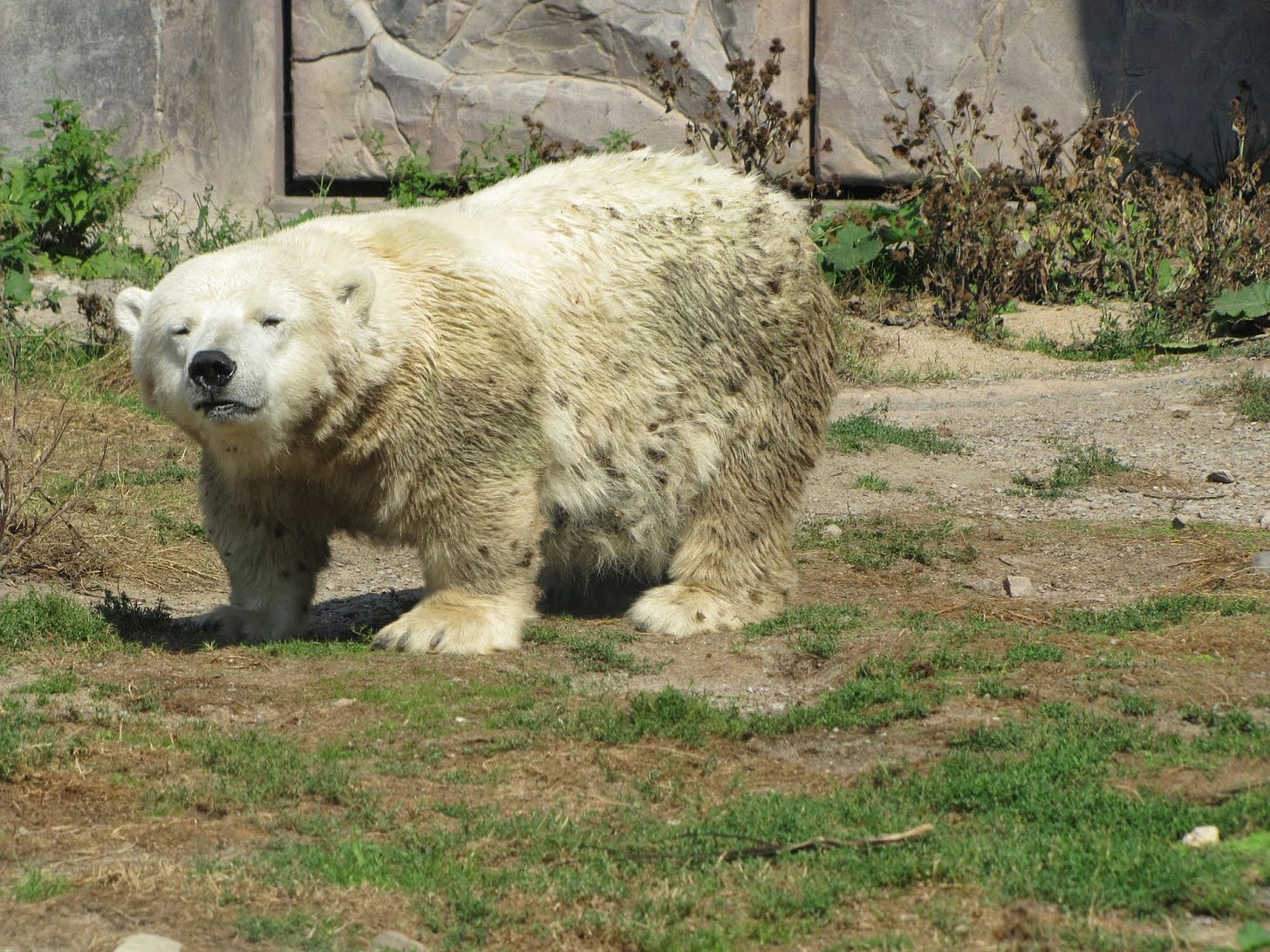 My Polar Bear Friends and Friends of Polar Bears: Little ...