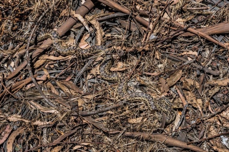 Spot the Camouflaged Snakes in These Pictures | Reader’s Digest