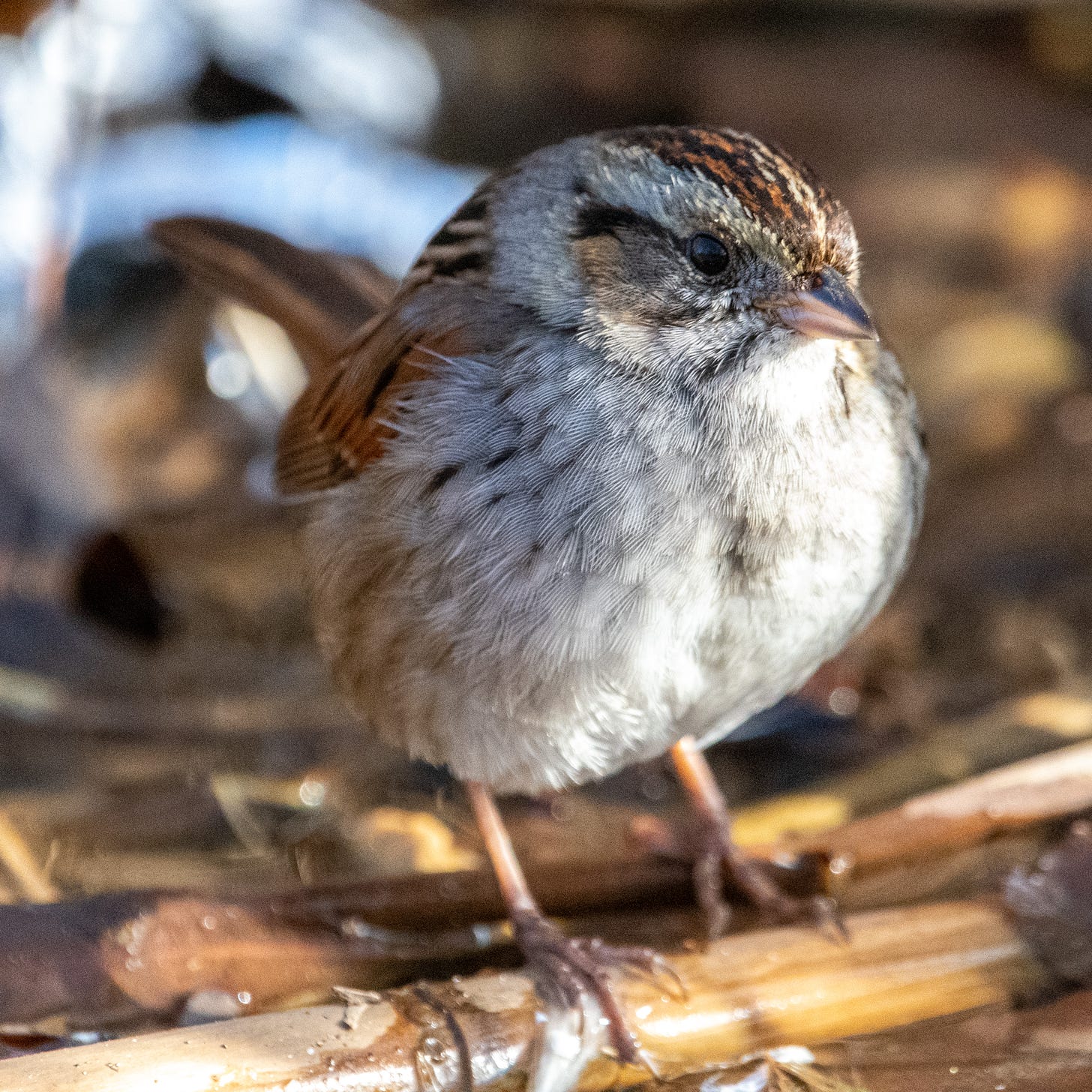 A swamp sparrow regards the camera almost coquettishly, head slightly cocked