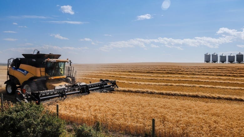 Wheat futures jump as Russia pulls out of Black Sea agreement | CBC News