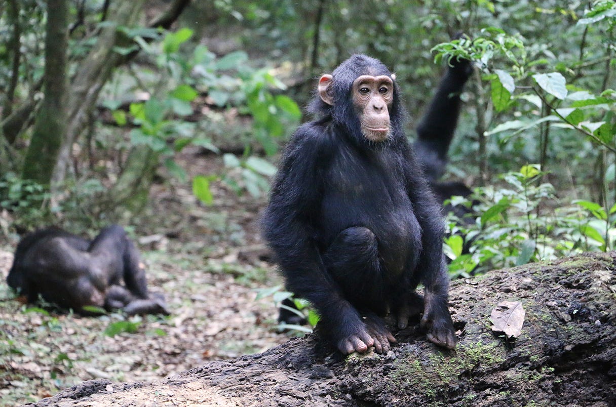 Ozzie, a wild chimpanzee from the Sonso community in the Budongo Forest, sitting on dead wood.