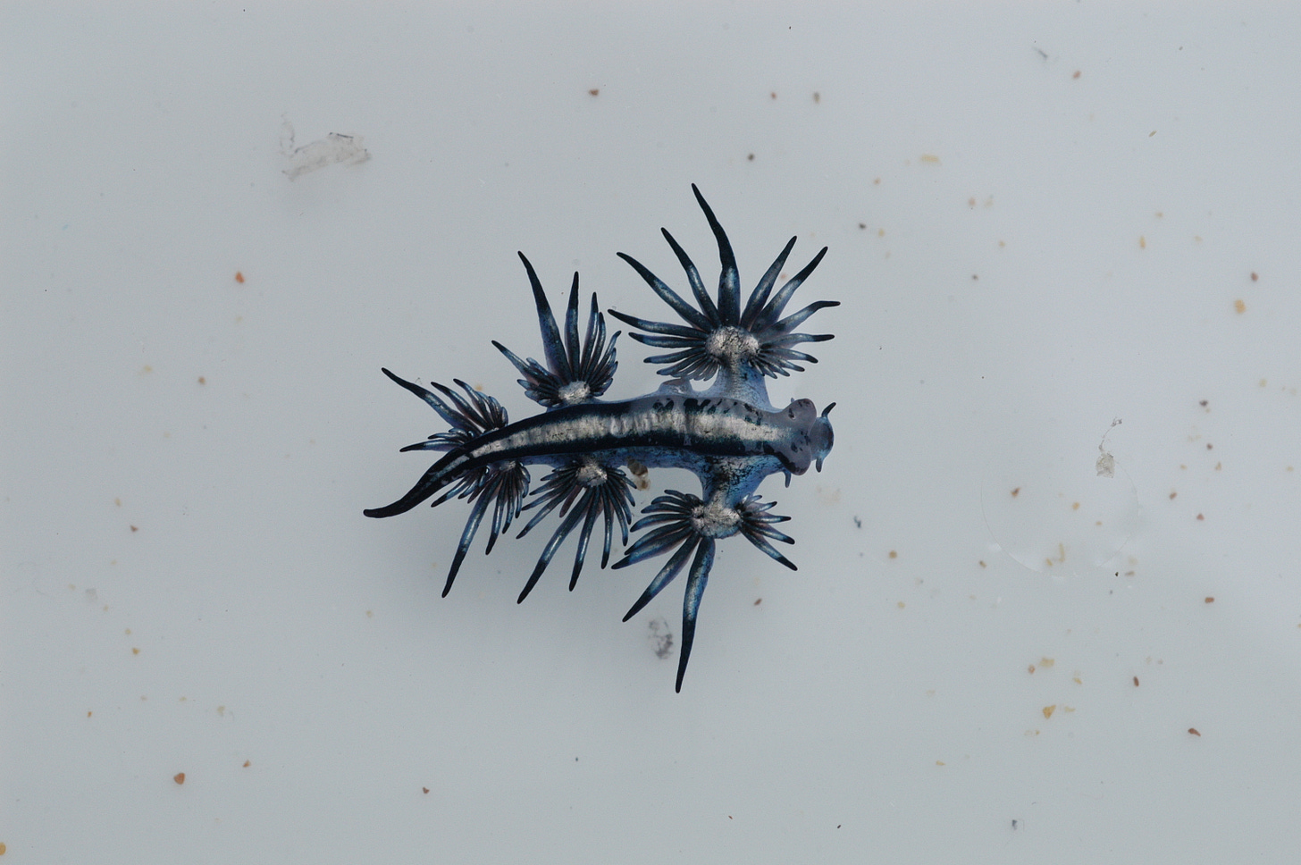 File:Blue Sea Slug - Glaucus atlanticus (6779173019).jpg - Wikimedia Commons