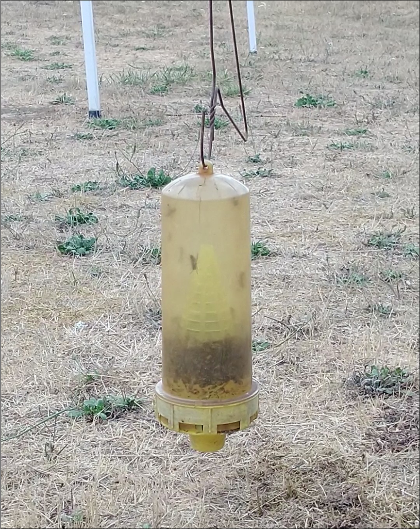 Click to view the prerequisite yellow jacket harvest (video).