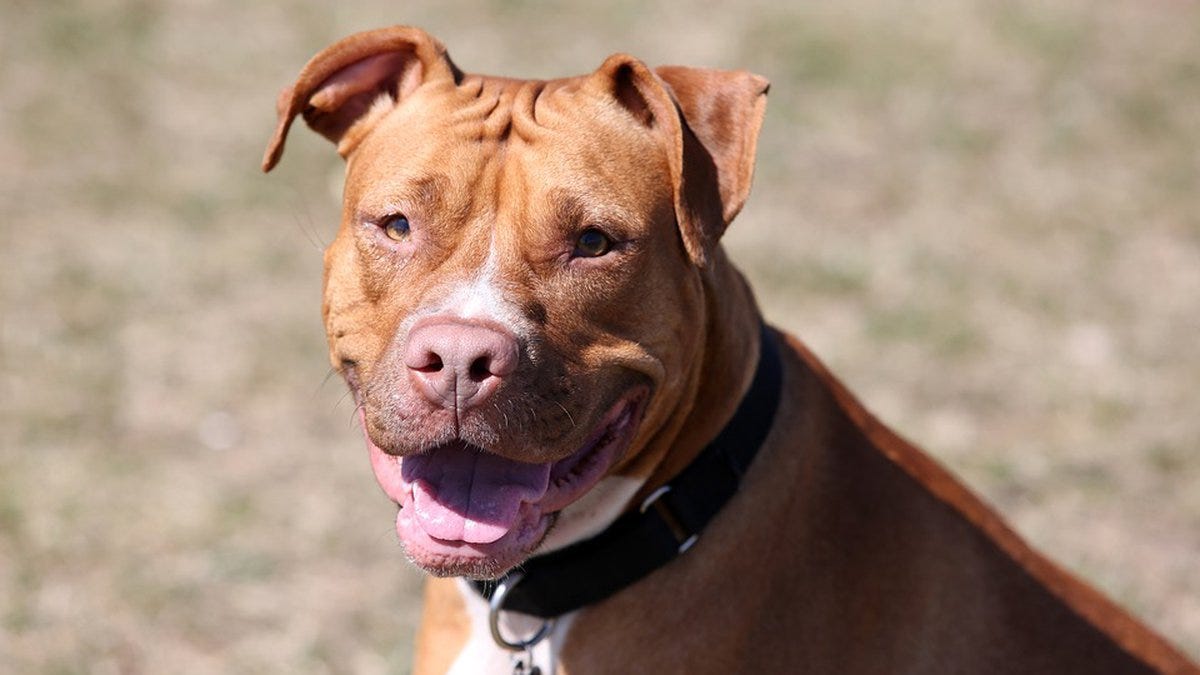 A proposed law would require owners of pit bulls to either sterilize and microchip their dogs,...