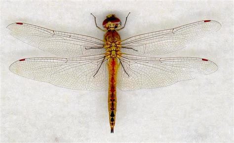 Pantala flavescens_mtv | Digital Dragonflies
