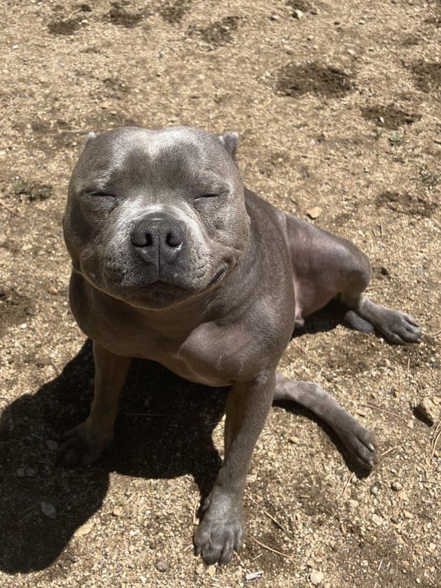 r/StaffordBullTerriers - a dog sitting on the ground