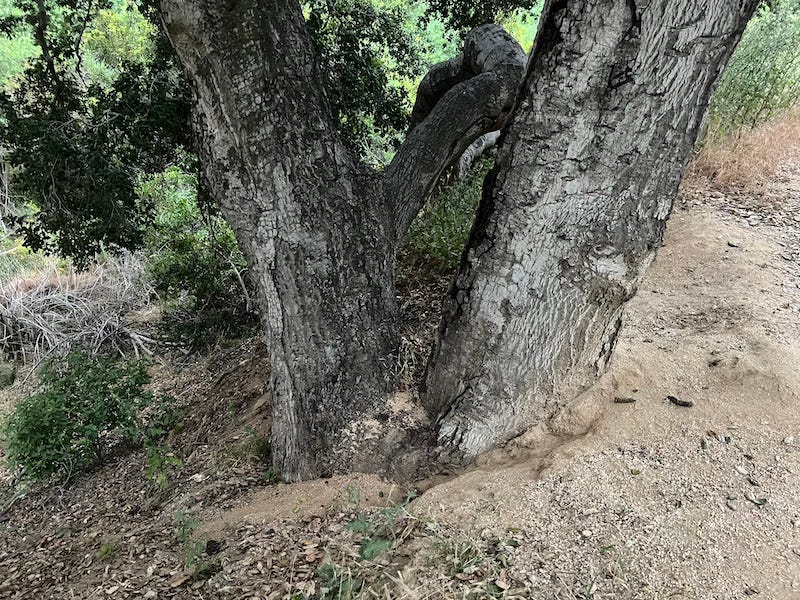 California live oak tree trunk