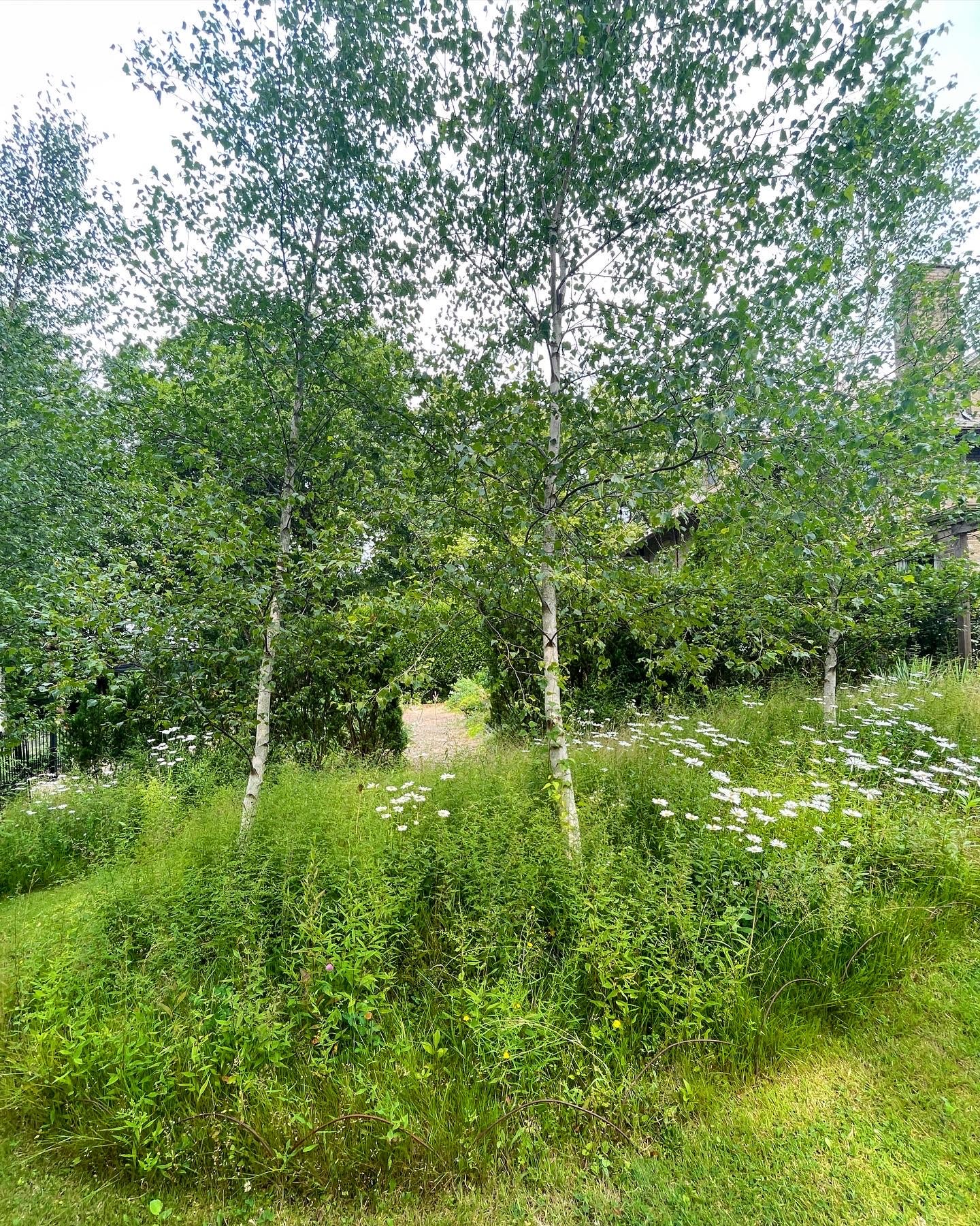 The green & white color scheme in the Birch Walk has a restful feel between the pastel colors of the Cottage Garden just to the west, and the warm colors in the Hot Border at the top of the slope to the north.