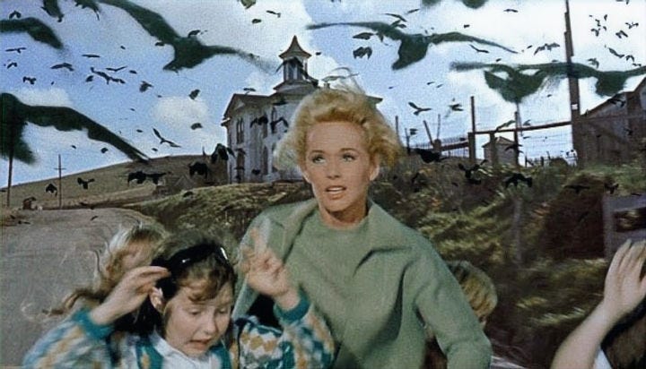 THE BIRDS, 1963 Alfred Hitchcock, Tippi Hedren, Rod Taylor, Veronica  Cartwright, Jessica Tandy, classic horror film