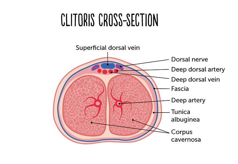 Cross-section of the penis.