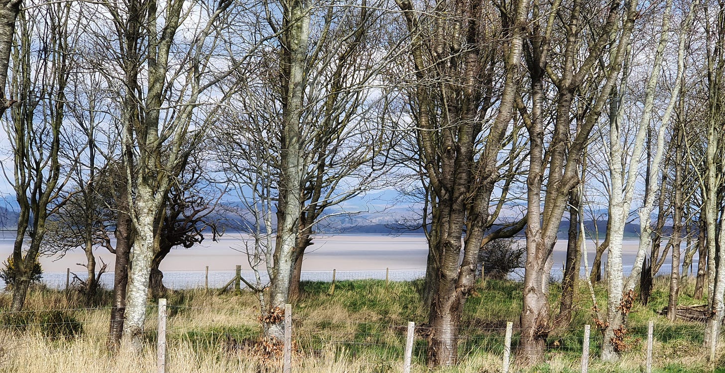 Trees in the foreground with a panorama scene beyond of the estuary