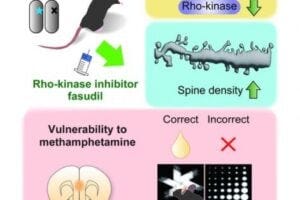 Researchers used the drug fasudil to restore neurons and improve methamphetamine-induced cognitive dysfunction in a mouse model of schizophrenia