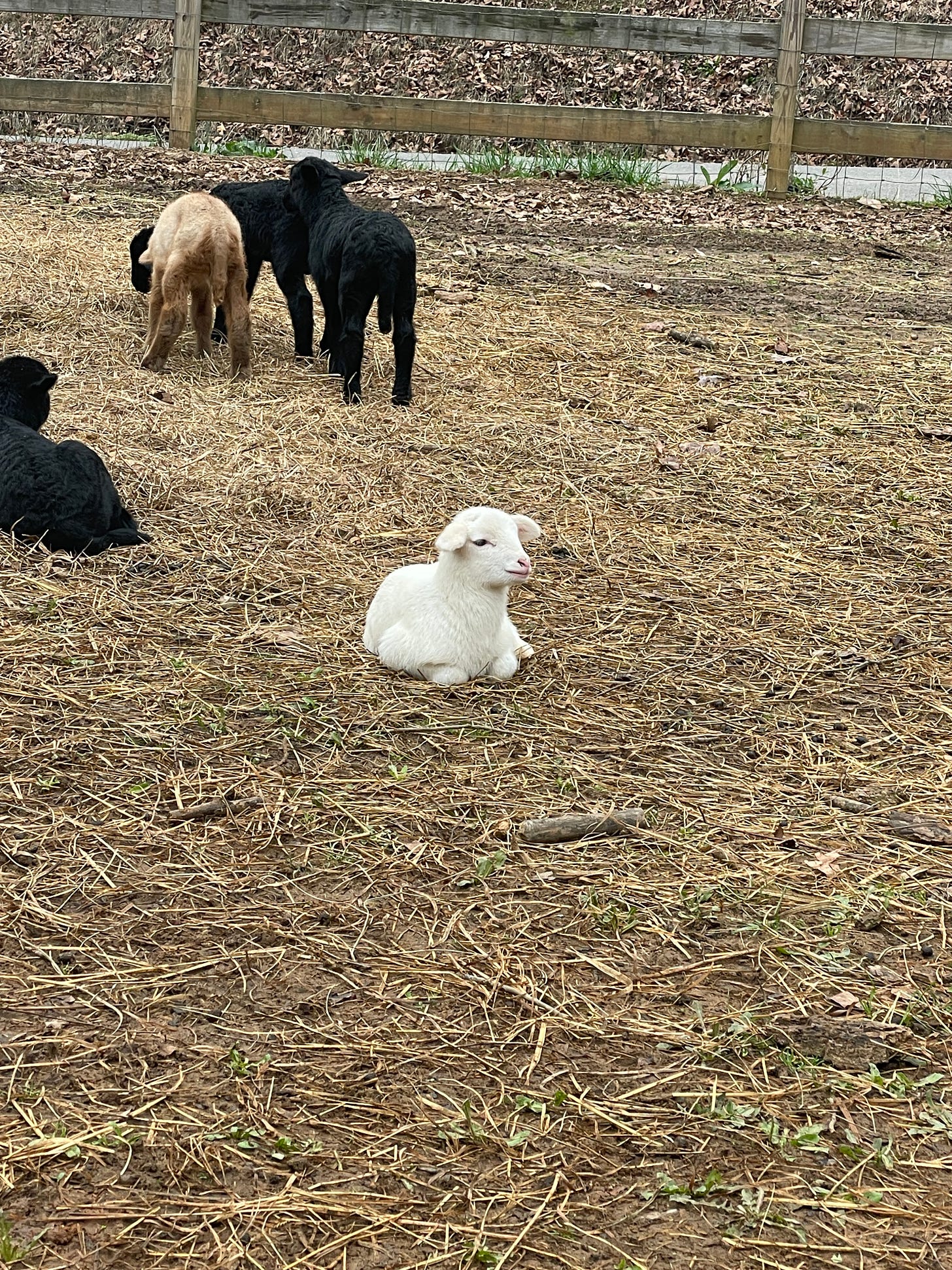 A white baby sheep sits on a patch of dried grass, with more kids in the background