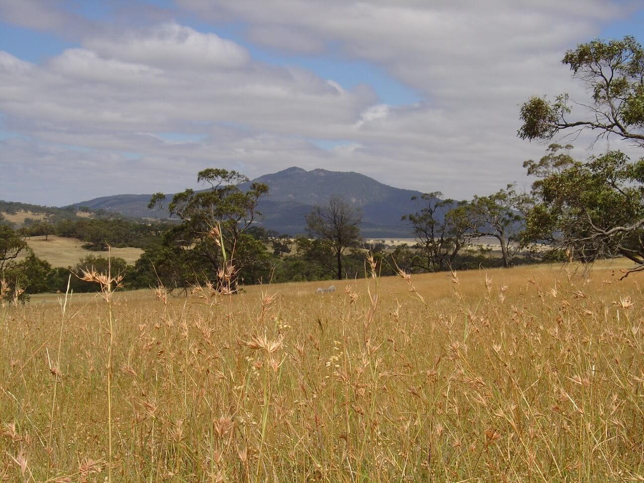 Victorian landscape of native grasslands